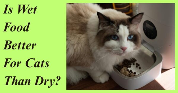 is wet food better for cats than dry