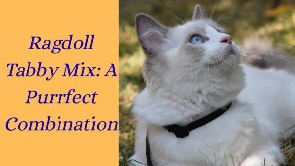 ragdoll tabby mix
