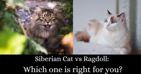 siberian cat vs ragdoll-which one is right for you