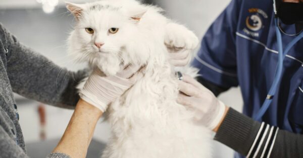 Reactions of an Indoor Cat to Vaccinations