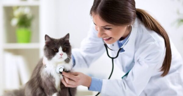 Knowing about the Diseases that is covered under the Core Cat vaccines