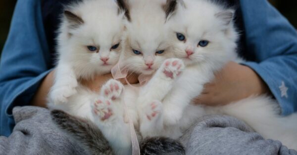 What Vaccines Do Indoor Cats Need Yearly?